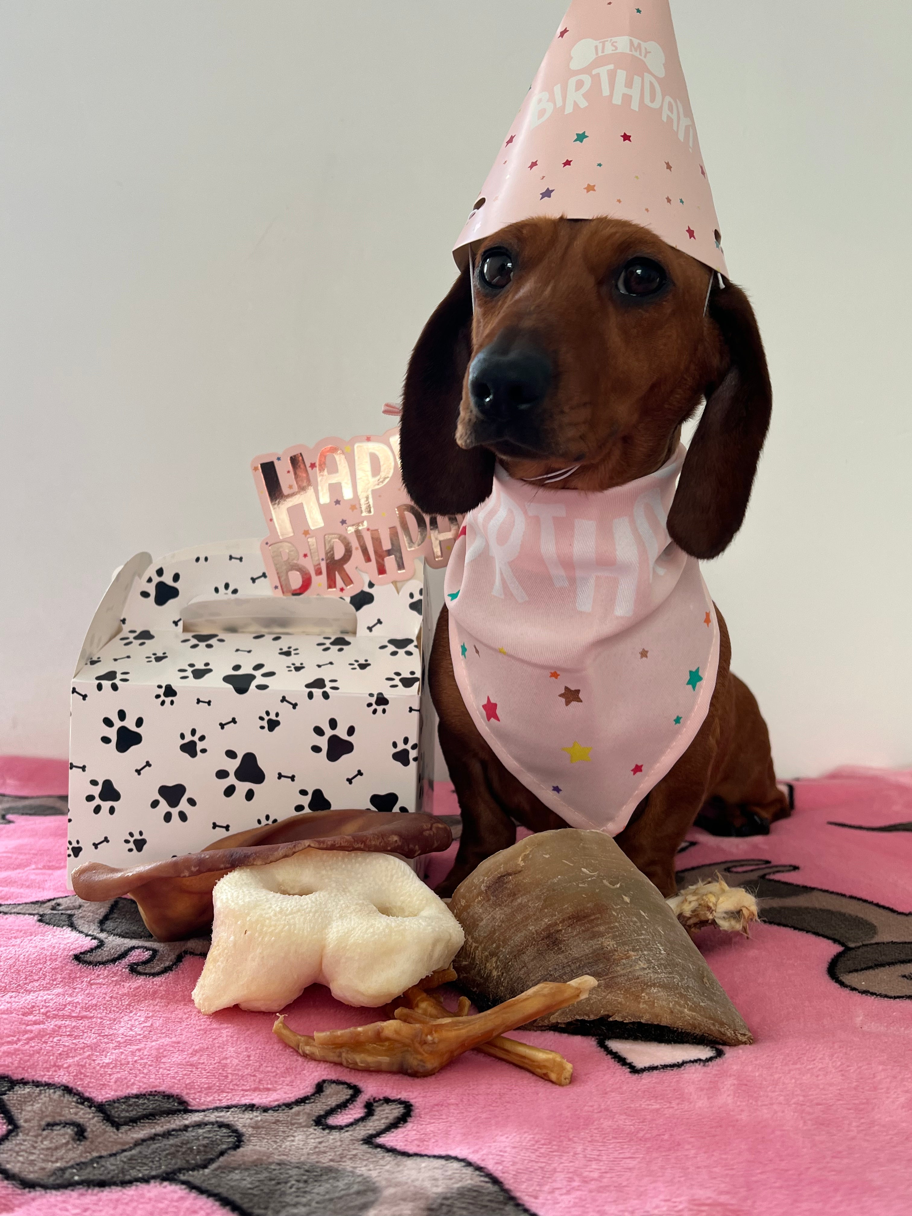 Birthday Dog Treat Box