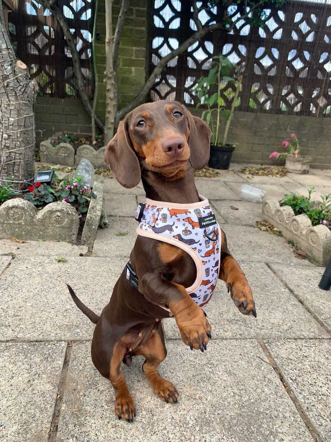 Dachshund D-ring Adjustable Harness